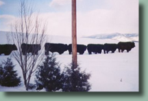 High Tide Ranch is a working cattle ranch located just outside beautiful Steamboat Springs, Colorado